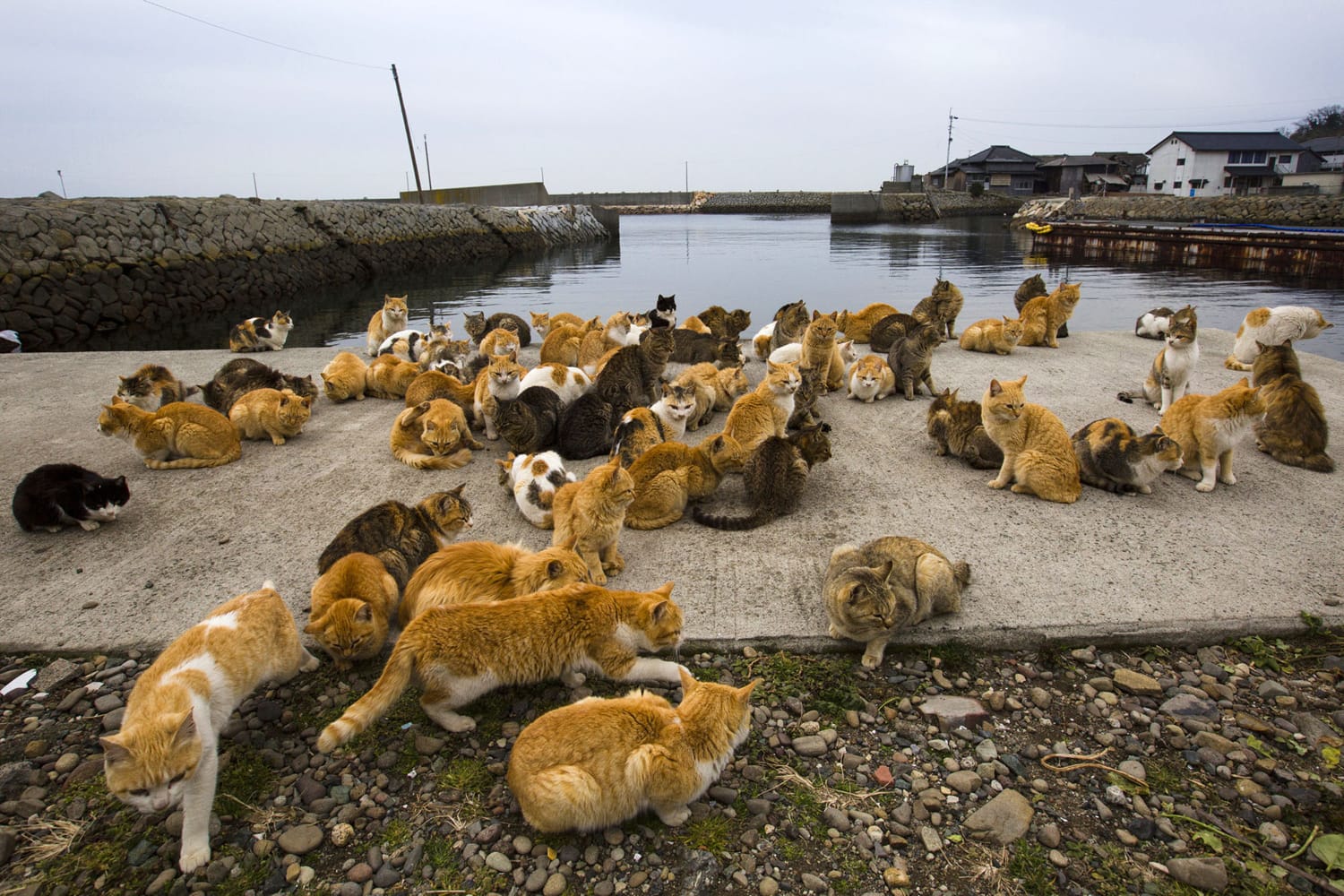 cat_island_japan_5
