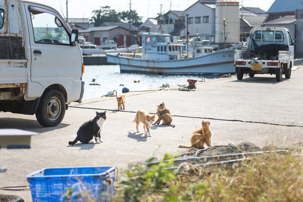 cat_island_japan_3