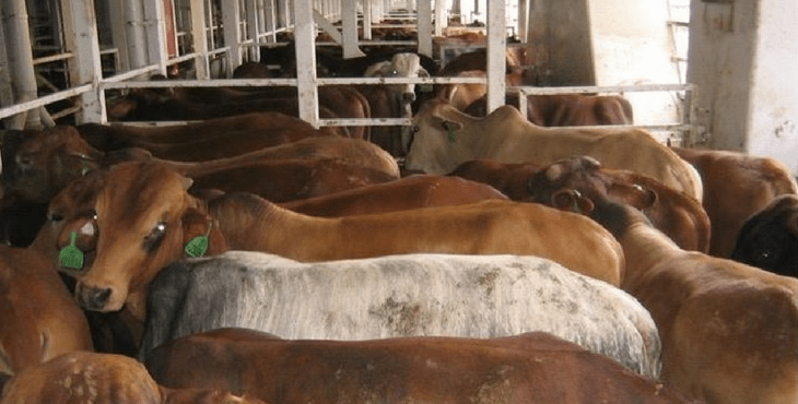 live_carg-ships-dr-simpson_cover