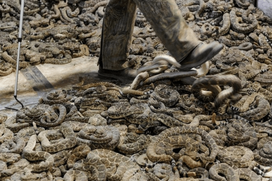 killing_animals_study_death_1