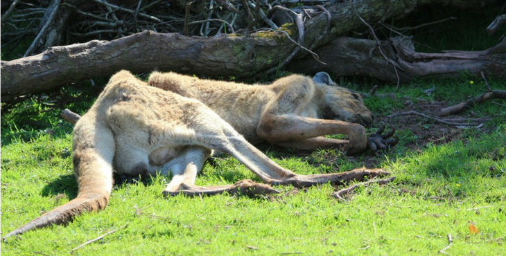 animaux-morts-zoo-FI