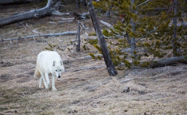 louve-blanche-yellowstone-tue-illegalement-1