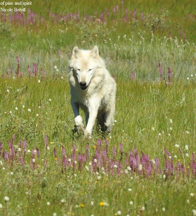 louve-blanche-yellowstone-tue-illegalement-4