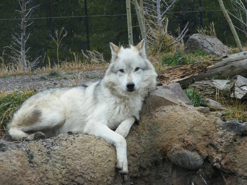 louve-blanche-yellowstone-tue-illegalement-3