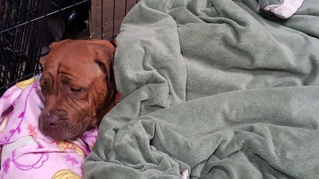 loretta-abandon-sauvetage-peur-3