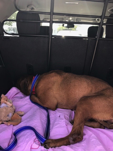 loretta-abandon-sauvetage-peur-2