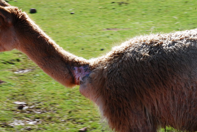 cumbria-zoo-remains-open-3