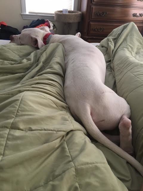 jacob-accident-voiture-adoption-sauvetage-6