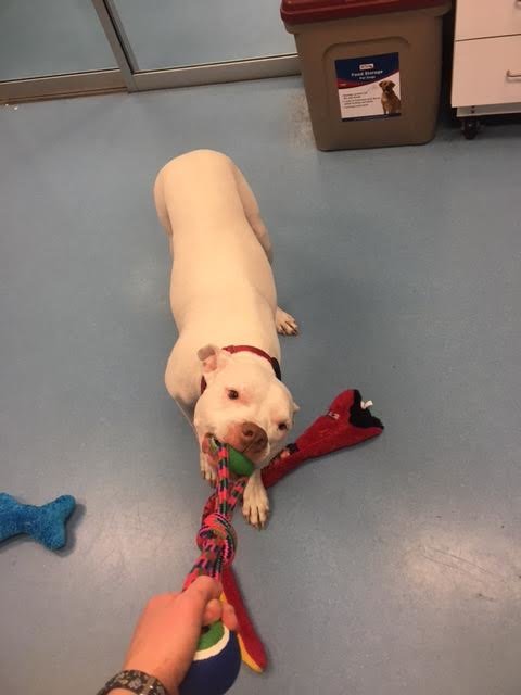 jacob-accident-voiture-adoption-sauvetage-34