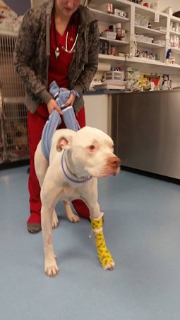 jacob-accident-voiture-adoption-sauvetage-2