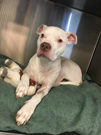 jacob-accident-voiture-adoption-sauvetage-3