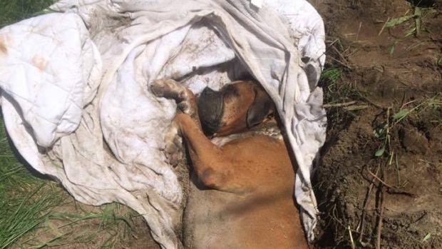 boxer-monteregie-enterre-vivant-4