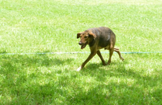 chiens-particularite-problemes-dos-4