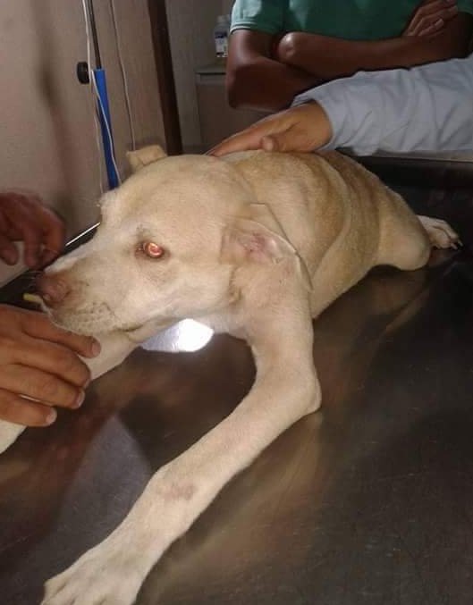 chiens-particularite-problemes-dos-2