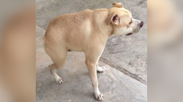 chiens-particularite-problemes-dos-3