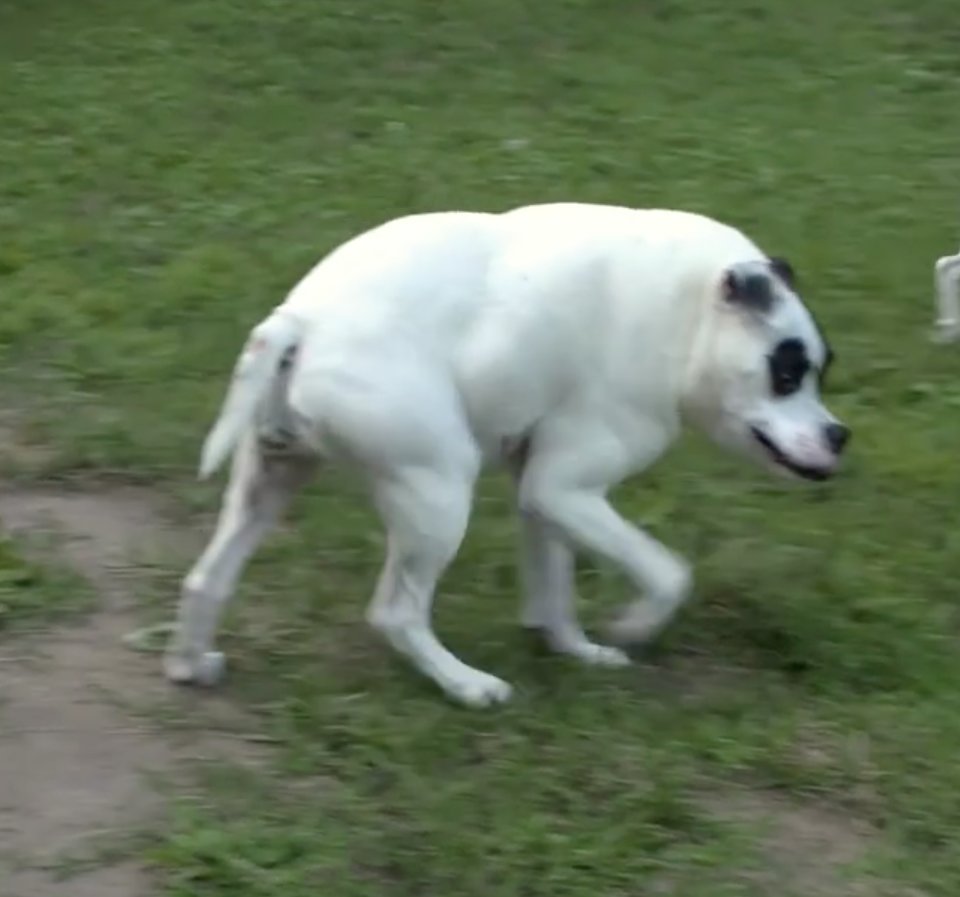 chiens-particularite-problemes-dos-1