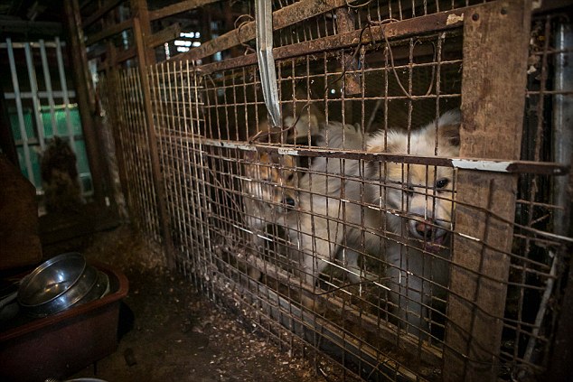South Korea Dog Meat Farm