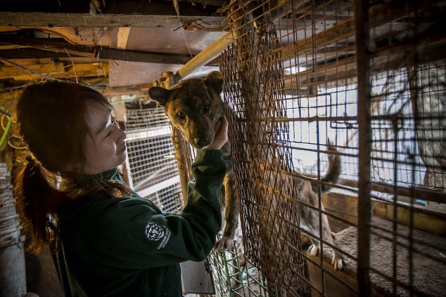 South Korea Dog Meat Farm