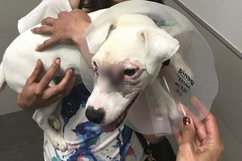 jack-russel-cruaute-aix-en-provence-tire-bouchon-1