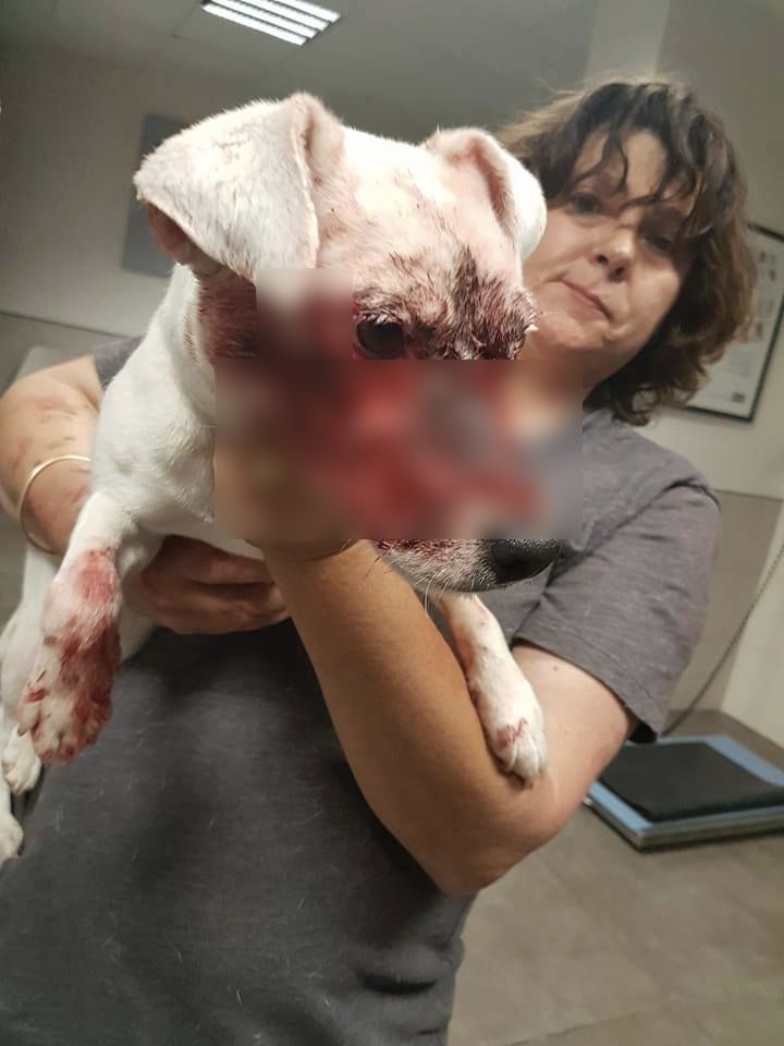 jack-russel-cruaute-aix-en-provence-tire-bouchon-2