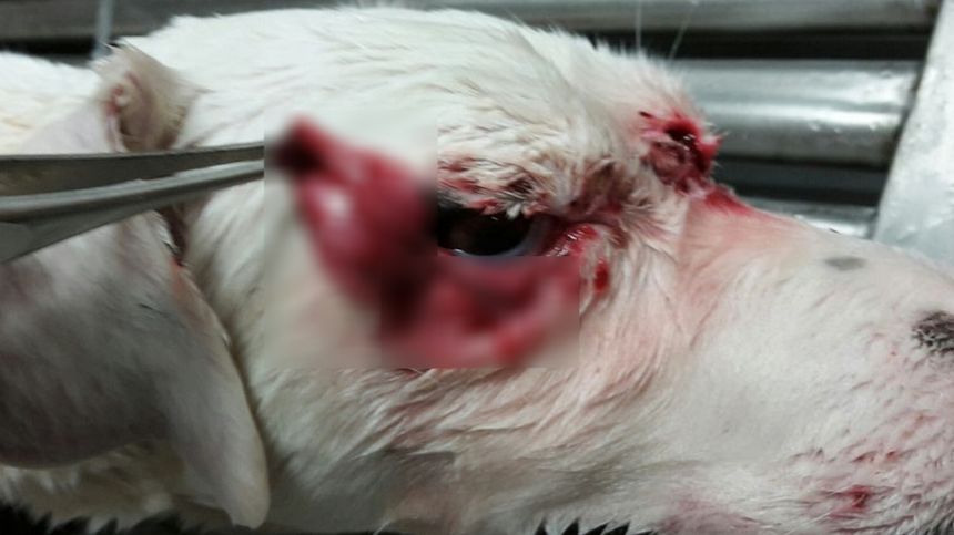 jack-russel-cruaute-aix-en-provence-tire-bouchon-4