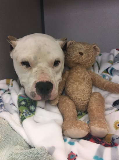 zeus-chien-blesse-ourson-4