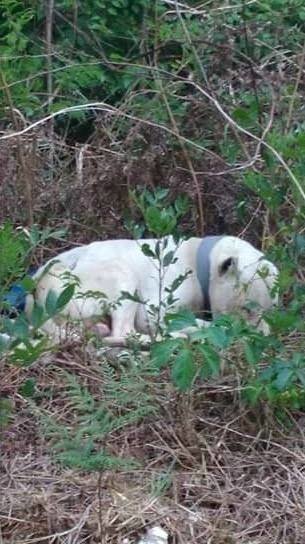 zeus-chien-blesse-ourson-1