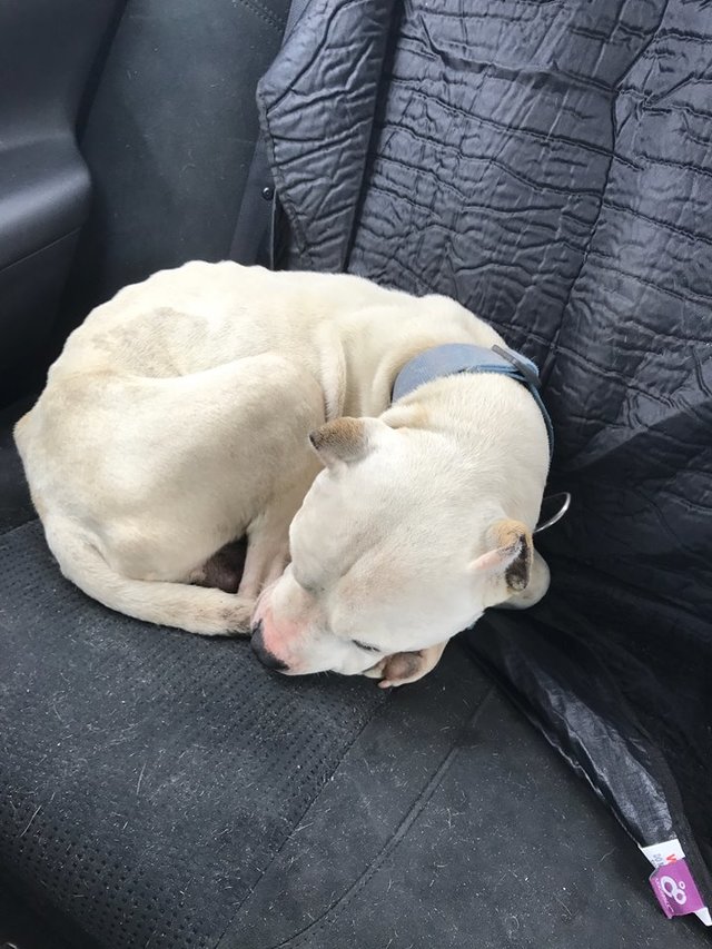 zeus-chien-blesse-ourson-3