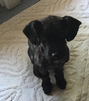 tic-tac-dog-regina-3