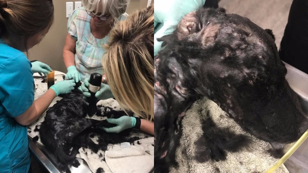 tic-tac-dog-regina-1