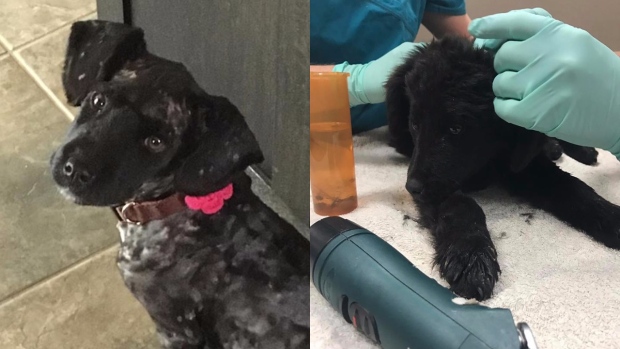 tic-tac-dog-regina-4