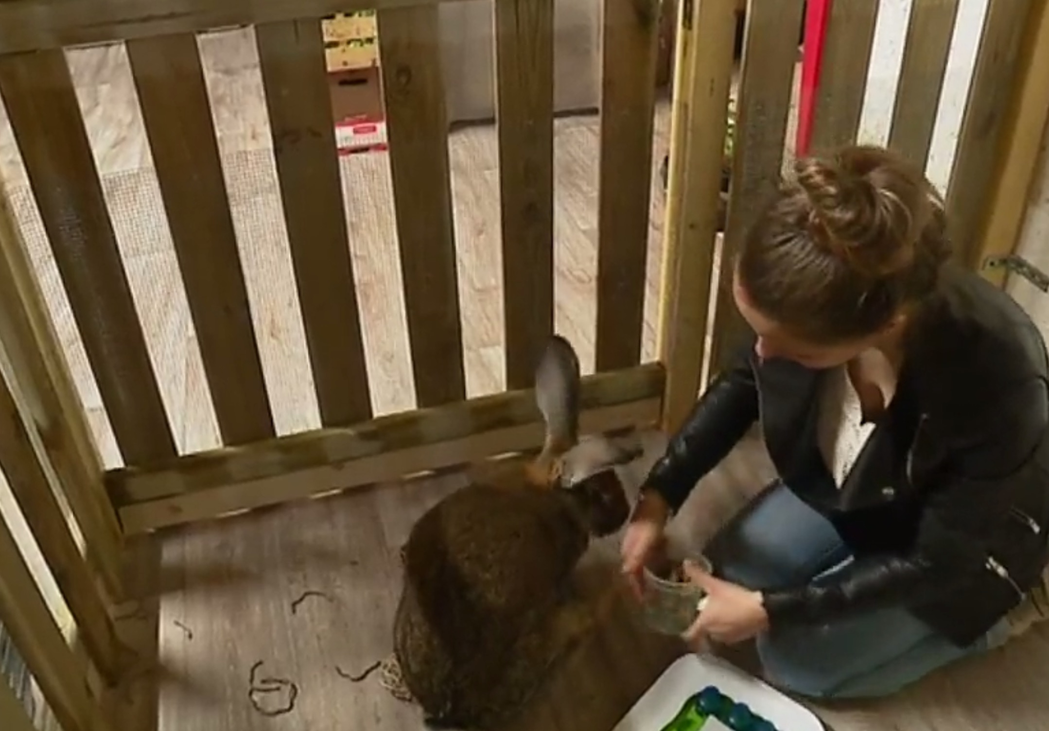 chloe-machado-refuge-lapins-isere-10