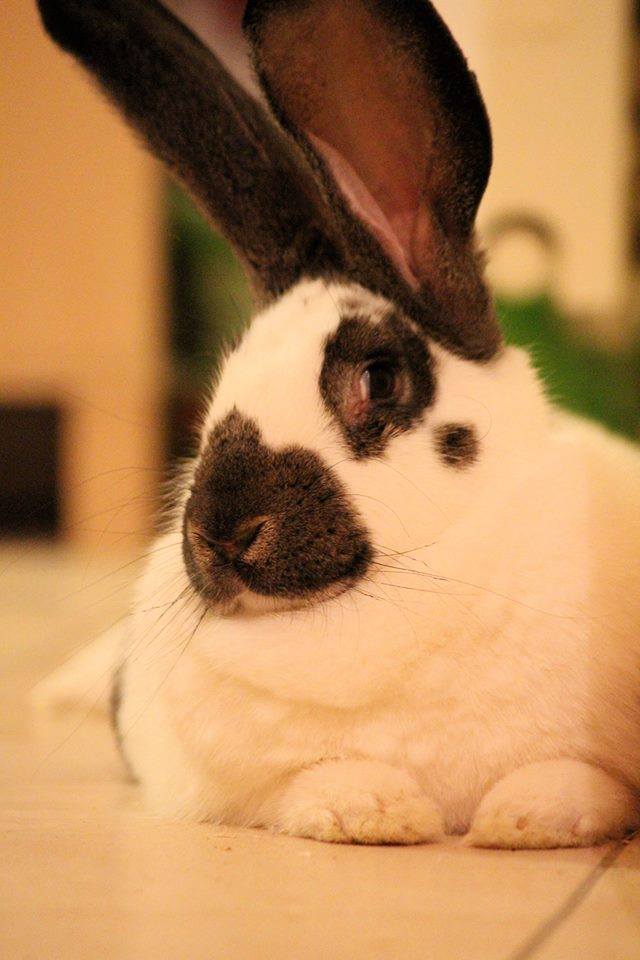 chloe-machado-refuge-lapins-isere-14