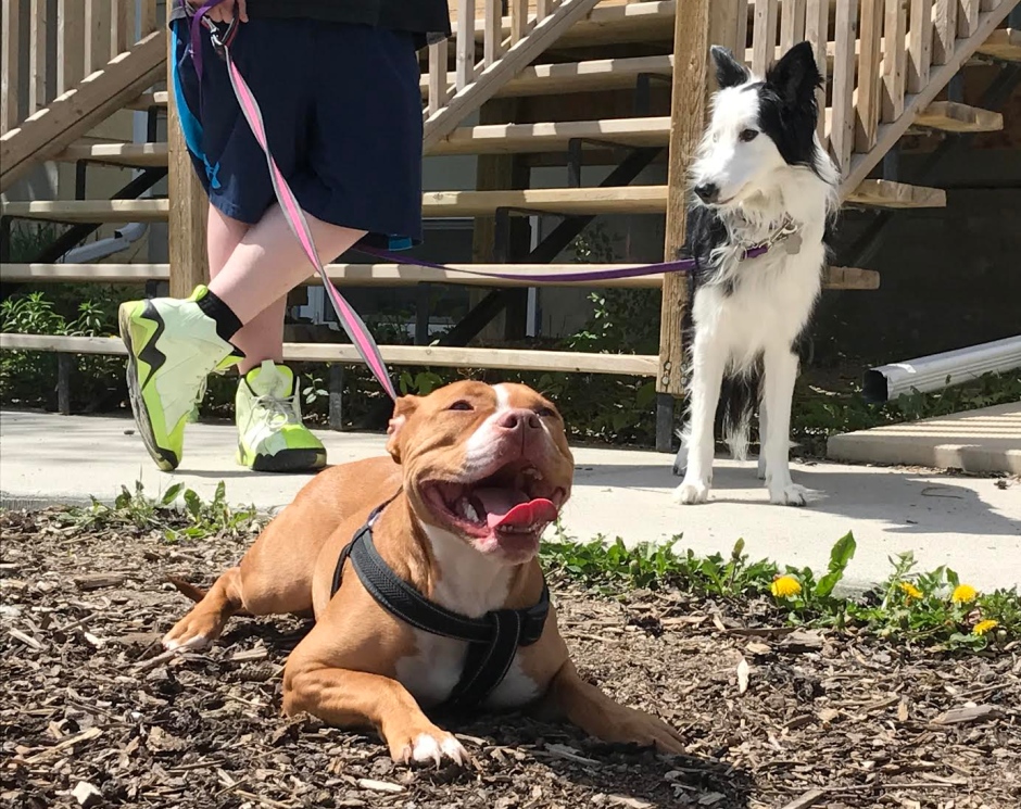 emma-medeiros-hot-dog-rasoir-piege-chien-3