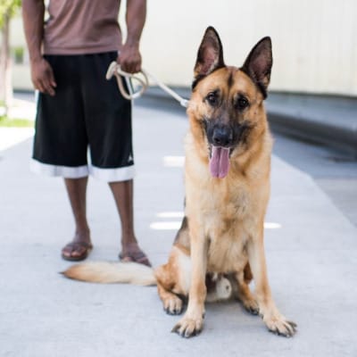 dog-cancer-lifestyle-1