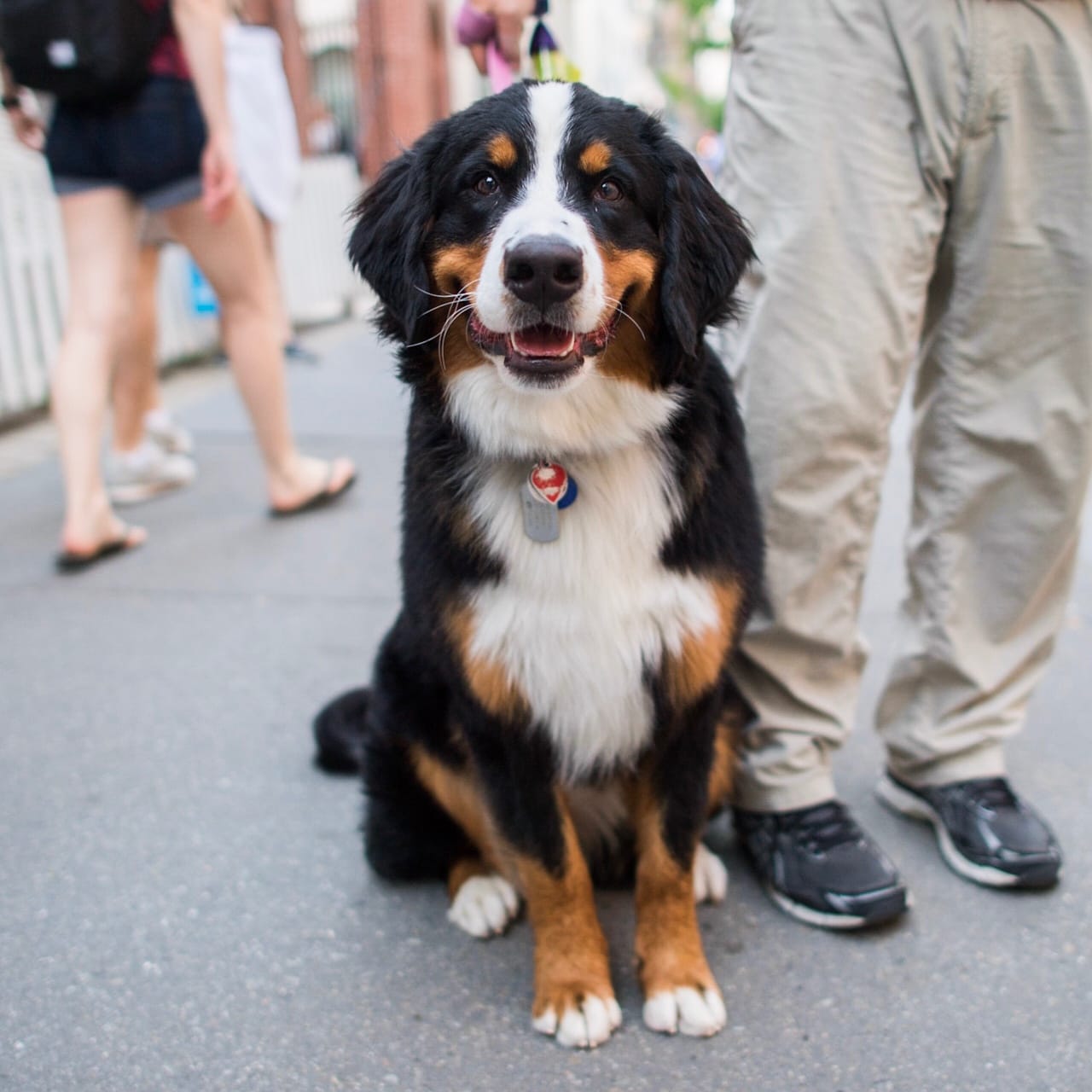 dog-cancer-lifestyle-5