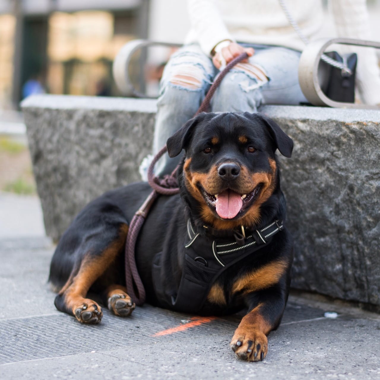 dog-cancer-lifestyle-3