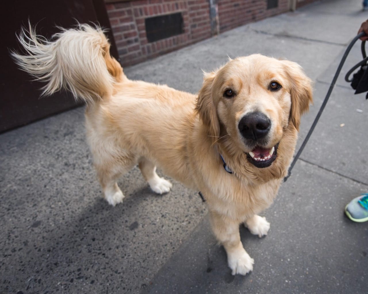 dog-cancer-lifestyle-2