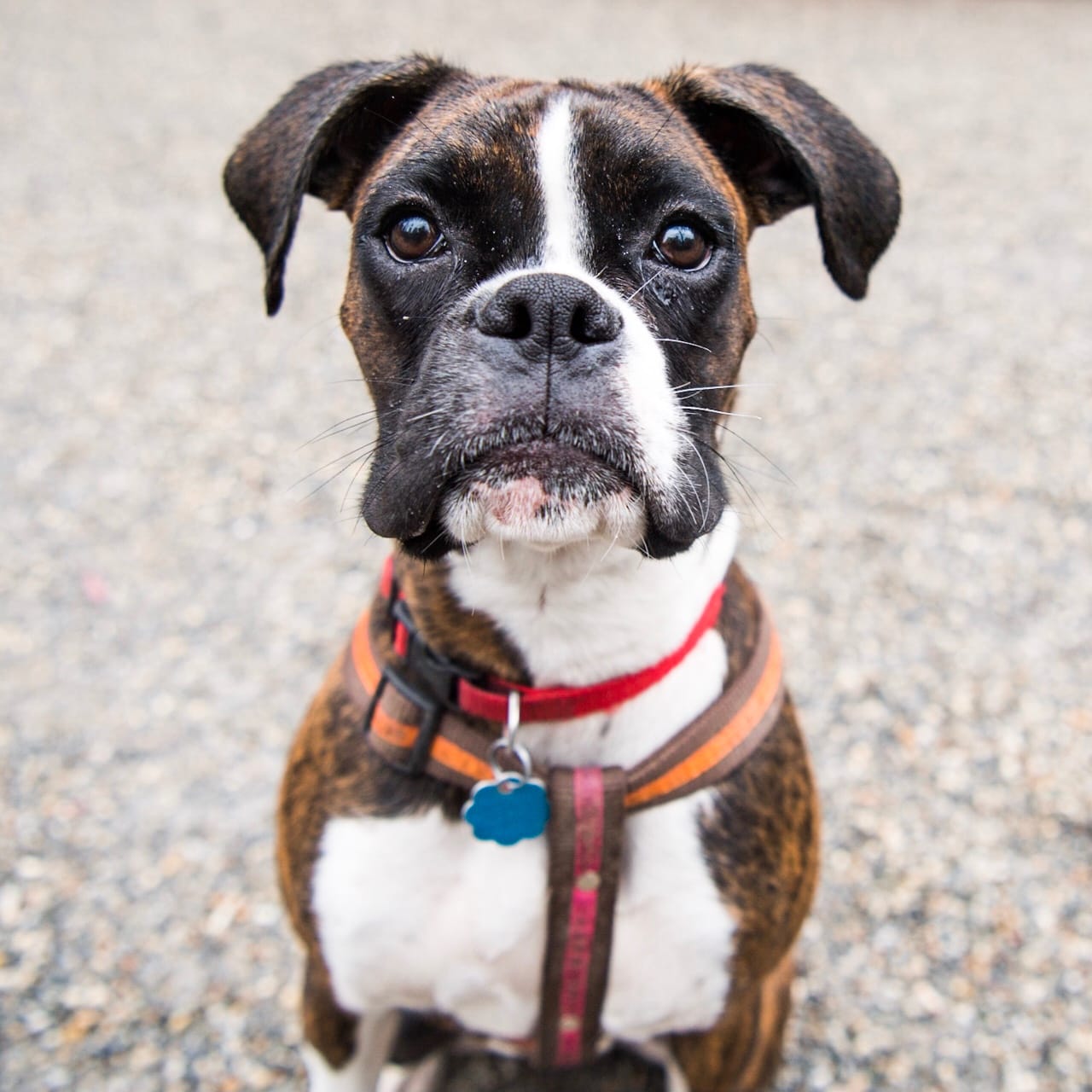 dog-cancer-lifestyle-4