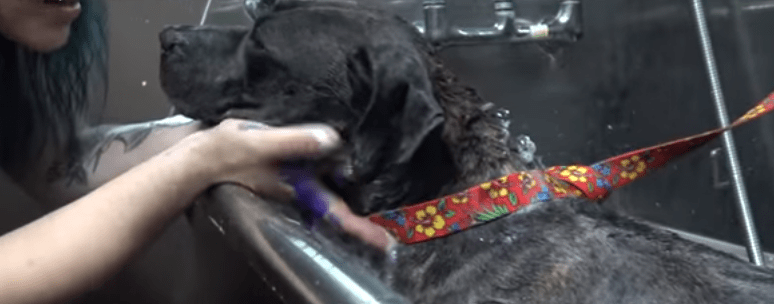 dog-cassandra-railroad-7