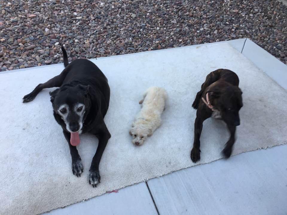 dog-cassandra-railroad-1