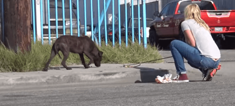 dog-cassandra-railroad-5