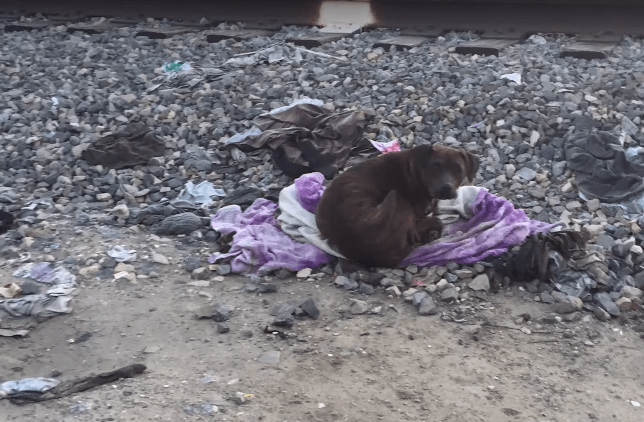 dog-cassandra-railroad-8