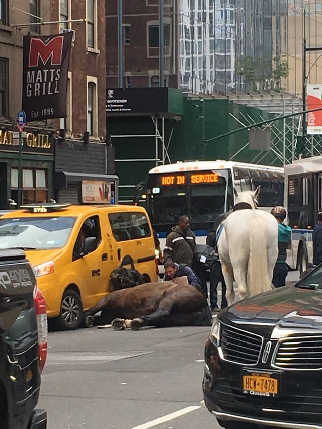 billy_horse_nyc_taxi_2