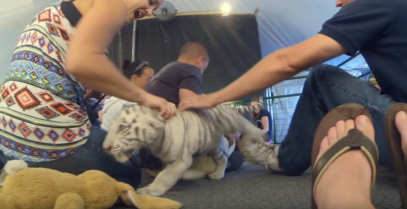 bear-gizzy-roadside-5