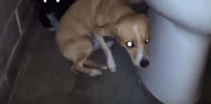 dog-bathroom-rescue-3