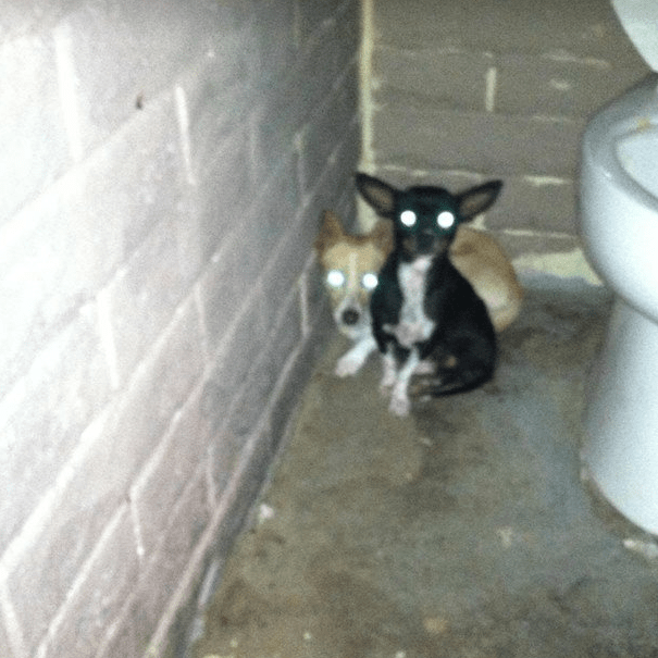 dog-bathroom-rescue-2