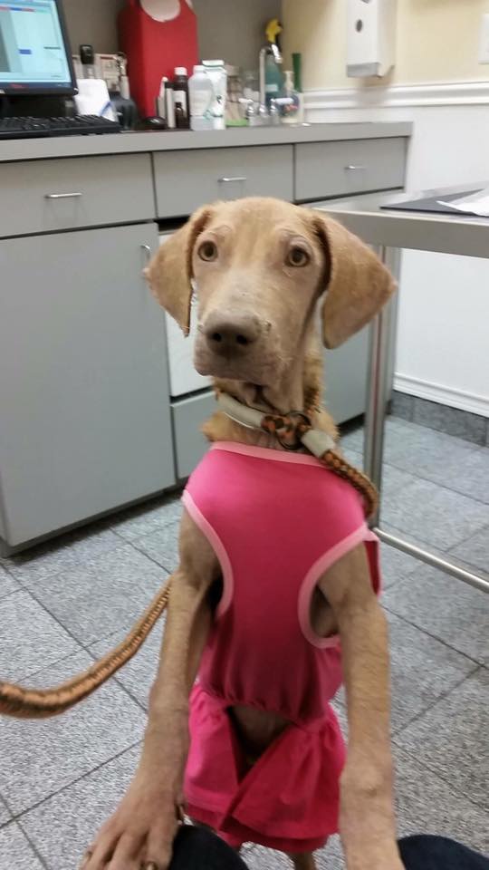 alexa_garbage_bag_texas_6