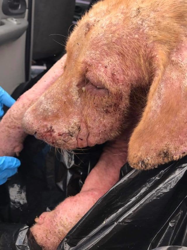 alexa_garbage_bag_texas_4