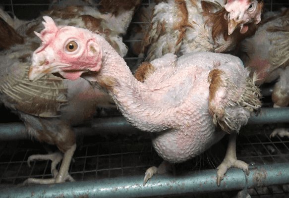 enquete-l214-poules-cage-2